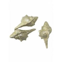 Kerámia poly - Kagyló, krémfehér 4,9*2,5cm 3/cs 045565
