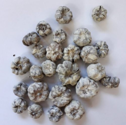 Tökbogyó hamvas 1*1,5cm 20/cs 1002HAMV