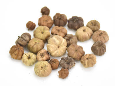 Tökbogyó barna 1*1,5cm 20/cs 1002_B