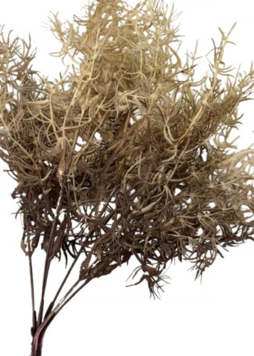 Szárazvirág hatás - aszparágusz csokor, 35cm, dohánybarna 2035B