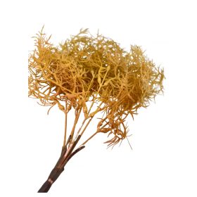   Szárazvirág hatás - aszparágusz csokor, 35cm, homoksárga 2035SAR