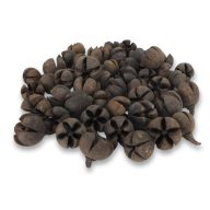 Natúr Tulipán termés 50db/csomag – őszi dekorációhoz