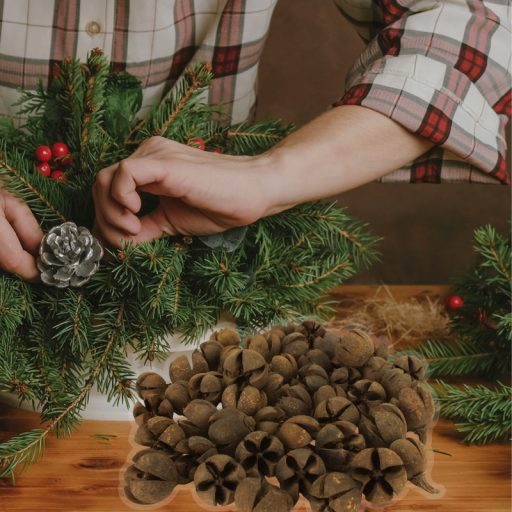 Natúr Tulipán termés 50db/csomag – őszi dekorációhoz