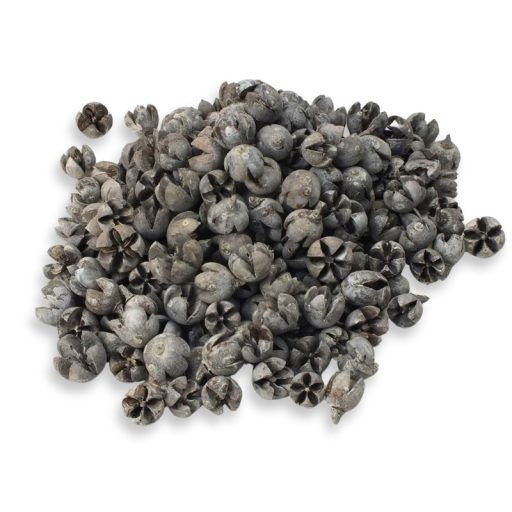 Tulipán termés 50db/csomag – koszorúhoz, természetes dekorációhoz