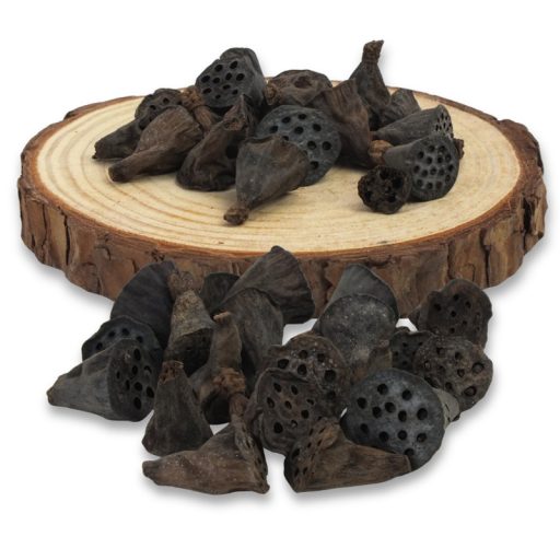  Lótusz double mini termés csomag 20db/csom – koszorúhoz, természetes dekorációhoz