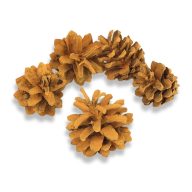 Rózsatoboz narancs 5db/csomag – koszorúhoz, természetes dekorációhoz