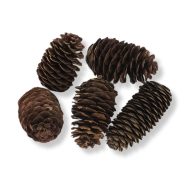 Kínai hosszúkás toboz 5db/csomag – ajtódíszhez, koszorúalapnak