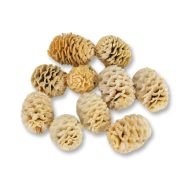 Meridianum fehérített termés csomag 10db/csomag – koszorúhoz, természetes dekorációhoz