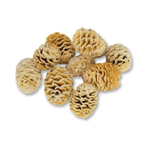 Meridianum fehérített termés csomag 10db/csomag – koszorúhoz, természetes dekorációhoz