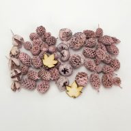 Természetjáró gyűjtemény rózsaszín – őszi dekorációhoz