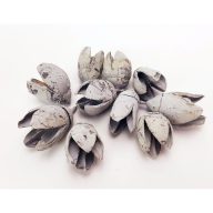 Bakuli termés világoskék 10db/csomag – koszorúhoz, természetes dekorációhoz