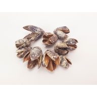 Bakuli termés hamvas 10db/csomag – koszorúhoz, természetes dekorációhoz