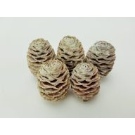 Hamvas Sabulosum toboz 5db/csomag – koszorúhoz, természetes dekorációhoz