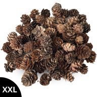 Vörösfenyő toboz natúr – koszorúhoz, természetes dekorációhoz