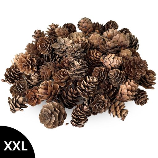 Vörösfenyő toboz natúr – koszorúhoz, természetes dekorációhoz