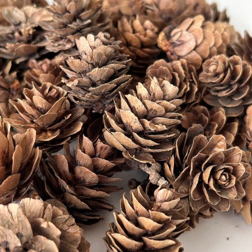 Vörösfenyő toboz natúr – koszorúhoz, természetes dekorációhoz