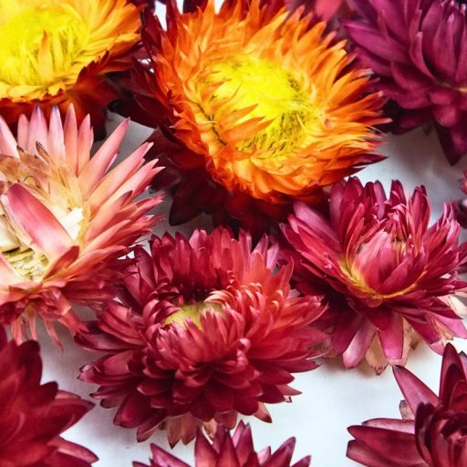 Szalma rózsa piros 15db/csomag – koszorúhoz, természetes dekorációhoz