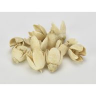 Bakuli fehérített termés 10db/csomag – őszi dekorációhoz