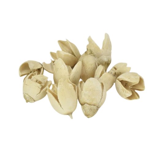 Bakuli fehérített termés 10db/csomag – őszi dekorációhoz