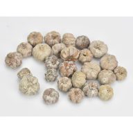 Tökbogyó hamvas 20db/csomag – koszorúhoz, természetes dekorációhoz