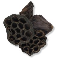 XL lótusz termés csomag 4db/cs – őszi dekorációhoz