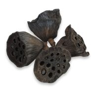 Terméscsomag lótusz 4db/csomag – őszi dekorációhoz