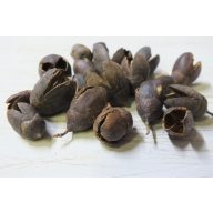 Bakuli termés 20db/csomag – őszi dekorációhoz – Szezonok, alkalmak