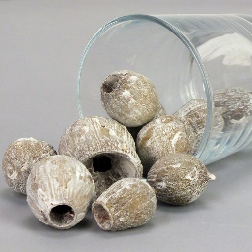 Eukalyptus Bell Gum zúzmarás – koszorúhoz, természetes dekorációhoz