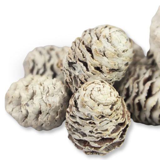 Toboz hamvas 10db/csomag – koszorúhoz, természetes dekorációhoz