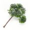 Havas bogyós tuja ág pick – virágdekorációhoz, koszorúhoz