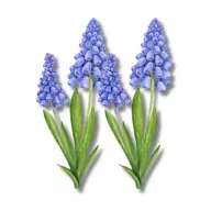 Nyomtatott dekorkarton - Muscari 2db/csomag – húsvéti dekorációhoz