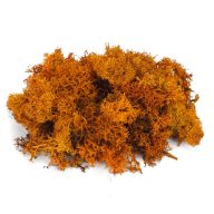 Izlandi zuzmó, moha narancs