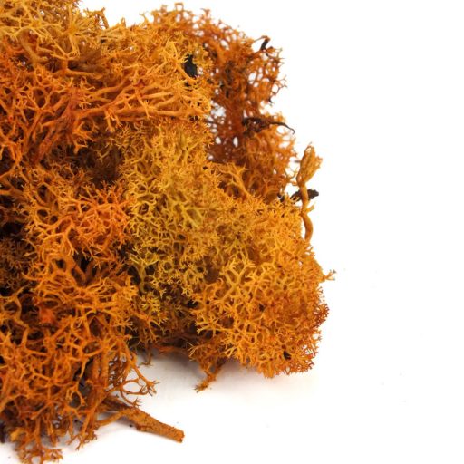 Izlandi zuzmó, moha narancs