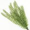 12 ágú levél pick zöld – koszorúhoz, természetes dekorációhoz