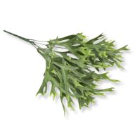 Szarvasagancs páfrány – virágdekorációhoz, koszorúhoz