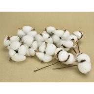 Eredeti gyapotvirág 12db/csomag – őszi dekorációhoz