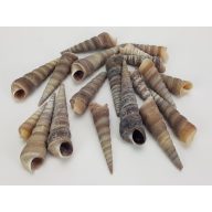 Hegyes szürke csiga 5-7cm 10dkg/csomag – nyári dekorációhoz