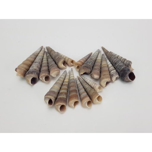 Hegyes szürke csiga 5-7cm 10dkg/csomag – nyári dekorációhoz