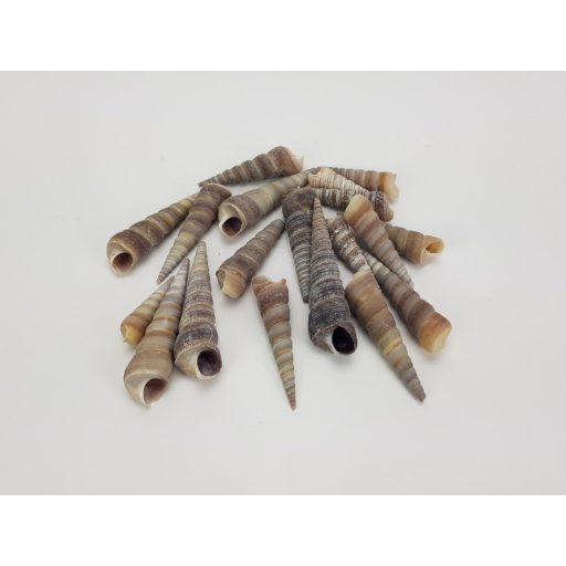 Hegyes szürke csiga 5-7cm 10dkg/csomag – nyári dekorációhoz