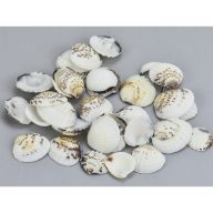 Cirmos fehér kagyló 2,5-3,5cm 10dkg/csomag – nyári dekorációhoz