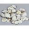 Cirmos fehér kagyló 2,5-3,5cm 10dkg/csomag – nyári dekorációhoz