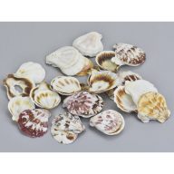 "Shell" kagyló 3-4cm 10dkg/csomag – nyári dekorációhoz