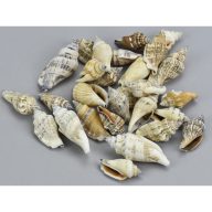 Vegyes csigák 4-6cm 10dkg/csomag – nyári dekorációhoz