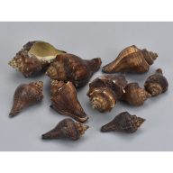 Barna csiga 4,5-7cm 10dkg/csomag – kreatív dekorációhoz – kreatív hobby projektekhez és dekorációhoz – Papelito.hu