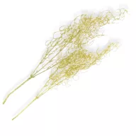 Hosszúlevelű asparagus csillámos arany 2db/csomag - KIFUTÓ – virágdekorációhoz, koszorúhoz