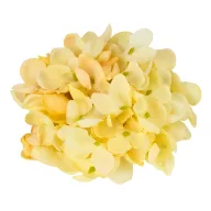 Hortenzia virágfej 10cm krém – virágdekorációhoz, koszorúhoz