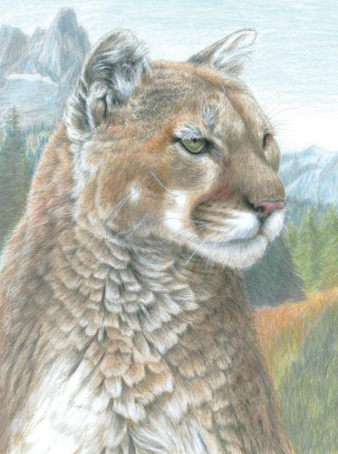 Számozott színező készlet, 20x25cm - Puma