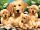 Kifestő készlet akrilfestékkel, ecsettel, gyerekeknek 11 éves kortól - 30x40 cm - Gold retriever