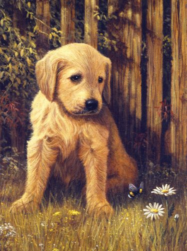 Kifestő készlet akrilfestékkel, ecsettel, gyerekeknek 8 éves kortól - 20x25 cm - Kutya a fűben